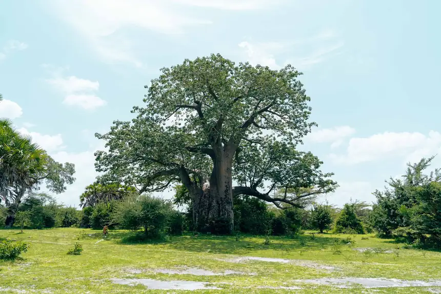 Morondava, Madagascar