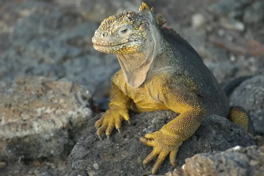 Galápagos Islands, Ecuador