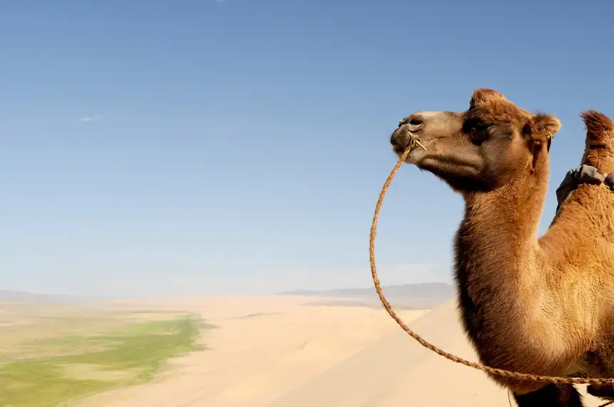Gobi Desert, Mongolia