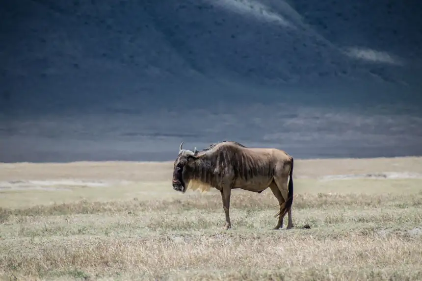 Serengeti, Tanzania