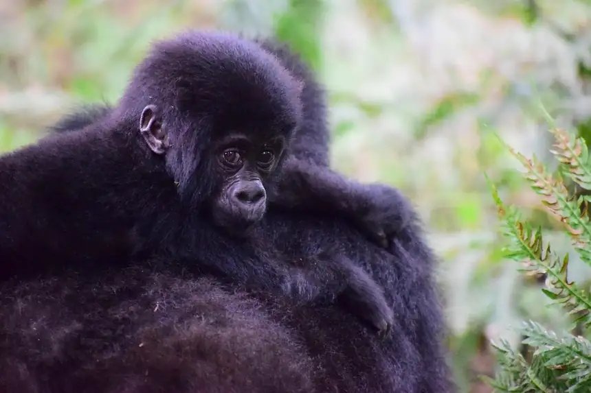 Volcanoes National Park, Rwanda